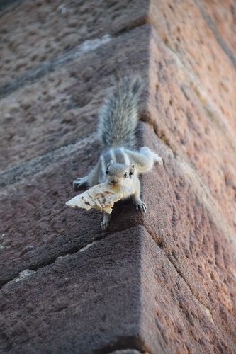 Five-striped Palm Squirrel, Sodagaran Mohalla, Jodhpur, Rajasthan 342001, Indien, photo 8 of 10