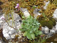 Arabis rosea