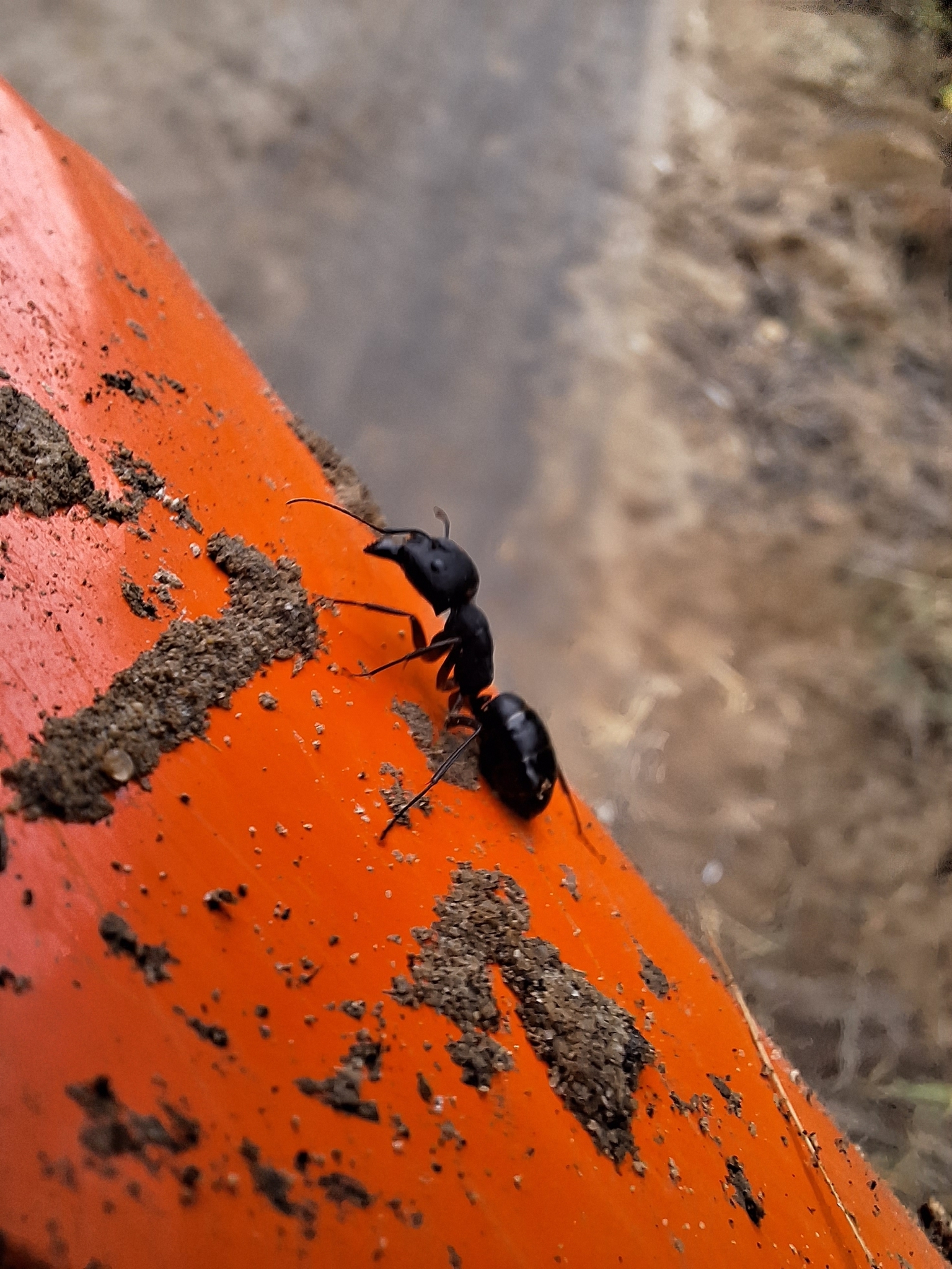 Camponotus adenensis