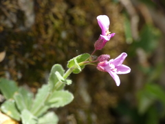 Arabis rosea