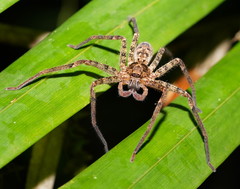 Heteropoda longipes