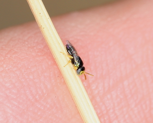 Euryglossula