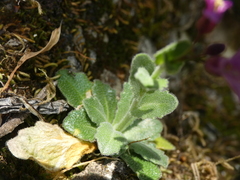 Arabis rosea