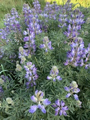 Lupinus variicolor