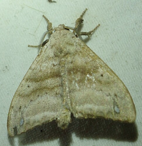 Falcatelodes anava