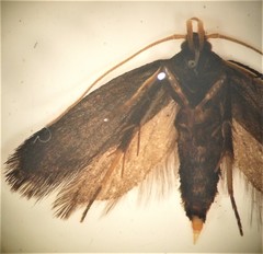 Lecithocera micromela