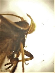 Lecithocera micromela