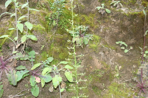 Image of Scrophularia lucida by (c) Edmundas Greimas, some rights reserved (CC BY)