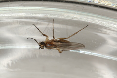 Lonchoptera lutea
