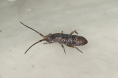Tomocerus minor