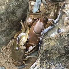 Cambarus bartonii cavatus