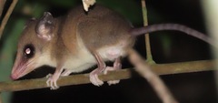 Bishop's Slender Opossum photo 4