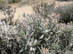Tetradymia stenolepis