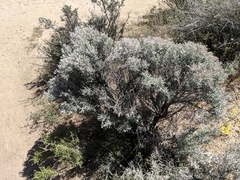 Tetradymia stenolepis