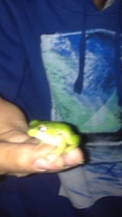 Ranoidea phyllochroa