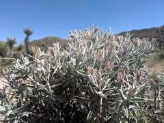 Tetradymia stenolepis