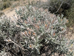 Tetradymia stenolepis