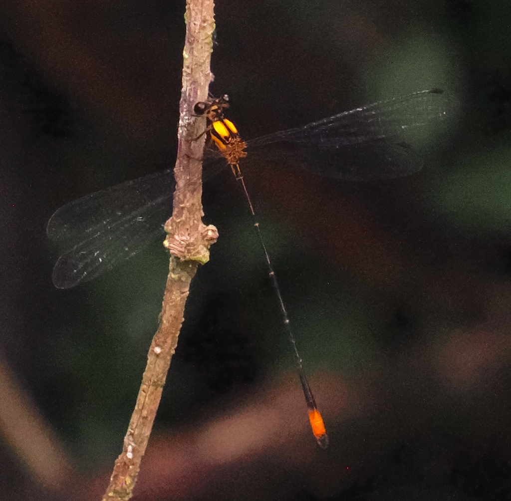 Heteragrion mantiqueirae