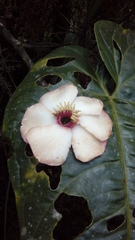 Blakea quadrangularis