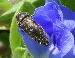Acmaeodera tubulus