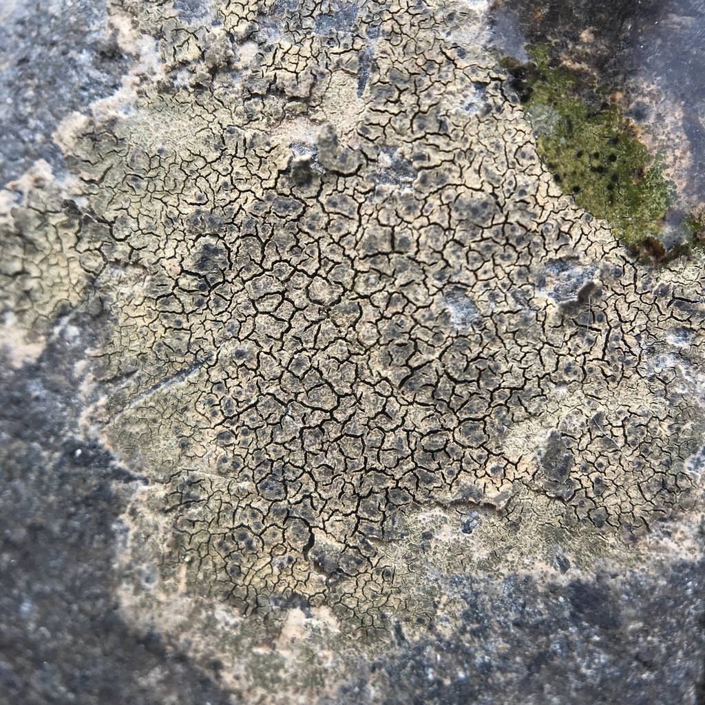 Verrucaria cernaensis