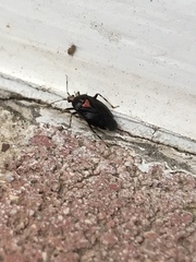 Deraeocoris sayi