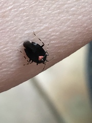 Deraeocoris sayi