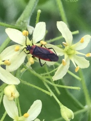 Orthotylinae