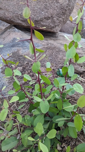 Gymnosporia emarginata, photograph 2