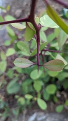Gymnosporia emarginata, photograph Ravuri Krishna Chaitanya, CC BY, iNaturalist via GBIF