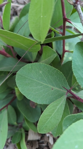 Gymnosporia emarginata, photograph 4
