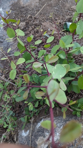 Gymnosporia emarginata, photograph 5