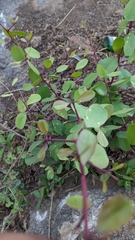 Gymnosporia emarginata, photograph Ravuri Krishna Chaitanya, CC BY, iNaturalist via GBIF