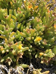 Malephora crocea