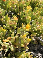 Malephora crocea