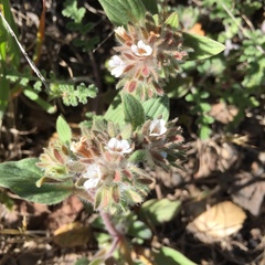 Phacelia phacelioides
