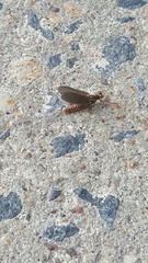 Ephemerella subvaria