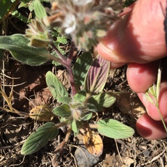 Phacelia phacelioides