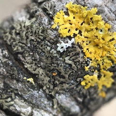 Phaeophyscia ciliata