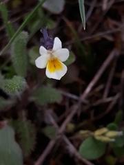 Bracteolatae