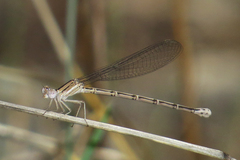 Argia funebris