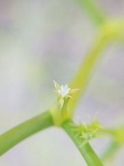 Chorizanthe brevicornu