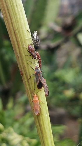 Photo of Oleander seedbug (Caenocoris nerii)
