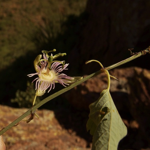 Image of Passiflora mexicana by (c) Sue Carnahan, some rights reserved (CC BY)