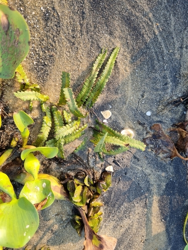 Thelypteris interrupta iNat (2)