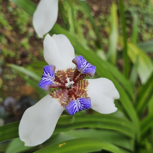 Trimezia northiana