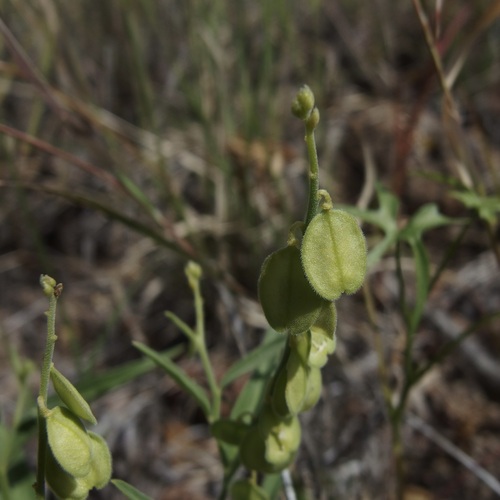 Image of Hebecarpa obscura by (c) Sue Carnahan, some rights reserved (CC BY)