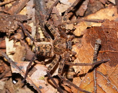Heteropoda longipes