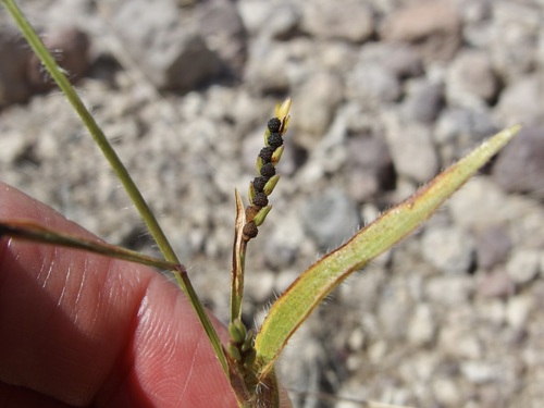 Image of Hackelochloa granularis by (c) Sue Carnahan, some rights reserved (CC BY)