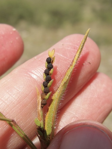 Image of Hackelochloa granularis by (c) Sue Carnahan, some rights reserved (CC BY)